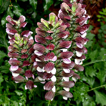 Breeches Flower Planting Seeds