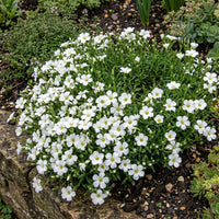Avalanche Flower seeds for Planting - Seasonal Bloomer, Heirloom & GMO Free Seeds for Home Garden