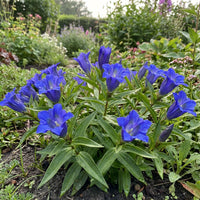 Blue Gentiana Flower seeds for Planting - Compact Growth, Heirloom & GMO Free Seeds for Home Garden