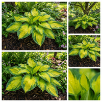 Hosta Seeds for Planting – Heirloom, Non-GMO, Perennial Shade Plant, Hosta spp. Foliage Variety