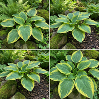 Hosta Seeds for Planting – Heirloom, Non-GMO, Perennial Shade Plant, Hosta spp. Foliage Variety