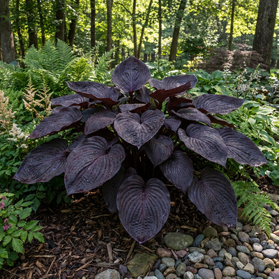 Deep Burgundy