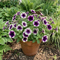 Violet & White Petunia Flower seeds for Planting - Compact Growth, Heirloom & GMO Free Seeds for Home Garden