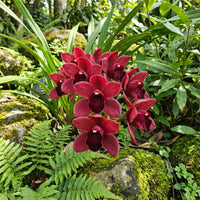 Deep Red Phalaenopsis Orchid Flower Seeds Flower seeds for Planting Colorful Display Heirloom & GMO Free Seeds for Home Garden