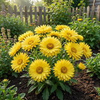 Light Yellow Aster Flower Seeds for Planting Bright Blooms Heirloom & GMO Free Seeds for Home Garden
 
 Sale