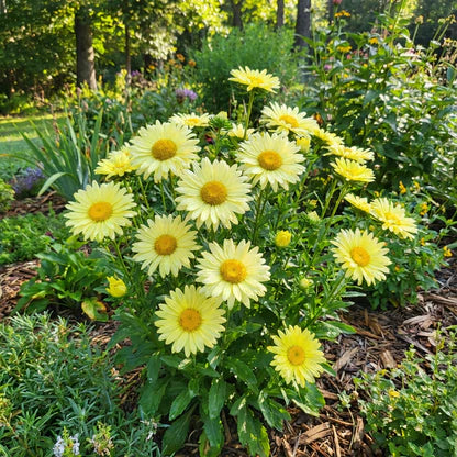 Light Yellow Aster Flower Seeds for Planting Bright Blooms Heirloom & GMO Free Seeds for Home Garden
 
 Sale