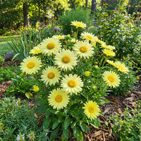 Light Yellow Aster Flower Seeds for Planting Bright Blooms Heirloom & GMO Free Seeds for Home Garden
 
 Sale