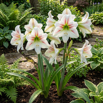 Amaryllis Seeds, Barbados Lily Flower Seeds