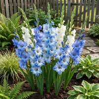 White SkyBlue Gladiolus Flower Seeds for Planting Shade Tolerant Heirloom & GMO Free Seeds for Home Garden
 
 Sale