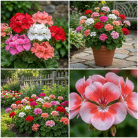 Multi Geranium Flower Seeds Long Bloom Season Heirloom & GMO Free Seeds for Home Garden
 
 Sale