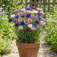Cornflower Flower seeds for Planting Shade Tolerant Heirloom & GMO Free Seeds for Home Garden