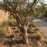 Boswellia Sacra Seeds for Planting - Heirloom, Non-GMO, High Germination Organic Frankincense Tree Seeds for Easy Growing