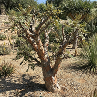 Boswellia Sacra Seeds for Planting - Heirloom, Non-GMO, High Germination Organic Frankincense Tree Seeds for Easy Growing