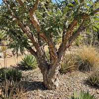 Boswellia Sacra Seeds for Planting - Heirloom, Non-GMO, High Germination Organic Frankincense Tree Seeds for Easy Growing