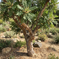 Frankincense Tree Boswellia Variety for Home Garden and Botanical Growing