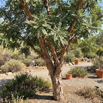 Frankincense Tree Boswellia Variety for Home Garden and Botanical Growing