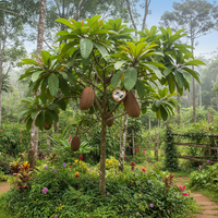 Cupuacu Tropical Tree Seeds for Warm Climate Home Garden Growing