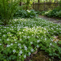 Sweet Woodruff Flower Seeds for Fragrant Ground Cover and Shade Garden Planting