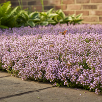 Creeping Thyme Flower Seeds Mix (Thymus serpyllum) for Ground Cover Garden Planting