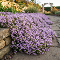 Creeping Thyme Flower Seeds Mix for Low Growing Ground Cover Garden Use