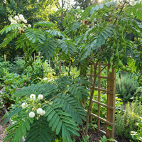 Ice Cream Bean Tropical Tree for Home Garden and Exotic Landscape Growing