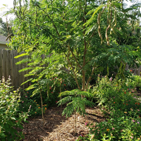 Ice Cream Bean Tropical Tree for Home Garden and Exotic Landscape Growing