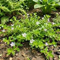 Bacopa monnieri Brahmi Herb Seeds for Home Garden and Natural Herb Growing