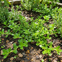Brahmi (Bacopa monnieri) Seeds for Planting – Heirloom, Non-GMO Ayurvedic Medicinal Herb for Brain & Memory Support