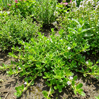 Brahmi (Bacopa monnieri) Seeds for Planting – Heirloom, Non-GMO Ayurvedic Medicinal Herb for Brain & Memory Support