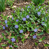 Vinca Minor Flower Seeds for Planting – Heirloom, Non-GMO, High Germination Organic Garden Seeds