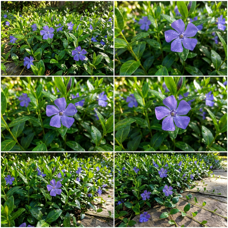 Vinca Minor Flower Seeds for Shade Gardens and Ground Cover Planting