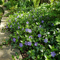 Vinca minor Periwinkle Flower Seeds for Shade Garden Ground Cover Use