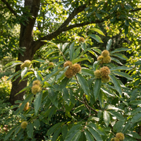 Chinquapin Chestnut Tree Seeds for Planting – Heirloom Non-GMO, High Germination Organic Garden Seeds