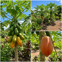 Taiwan Red Lady Papaya Fruit Seeds for Planting – Sweet Tropical Fruit, Heirloom, High Germination, Non-GMO Organic Garden Seeds