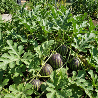 Green Purple Watermelon Fruit Seeds for Planting – Heirloom, Non-GMO, High Germination Organic Garden Seeds