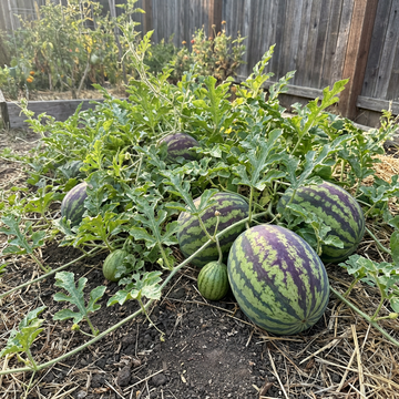 Green Purple Watermelon Fruit Seeds for Planting – Heirloom, Non-GMO, High Germination Organic Garden Seeds