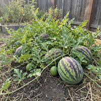 Citrullus lanatus Green Purple Watermelon Variety for Home Garden Growing