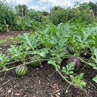 Citrullus lanatus Green Purple Watermelon Variety for Home Garden Growing