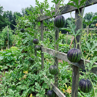 Green Purple Watermelon Variety for Home Garden and Summer Growing