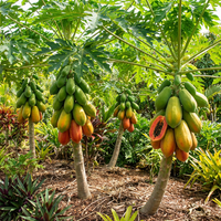 Carica papaya ‘Red Lady’ Fruit Seeds for Home Garden and Warm Climate Growing