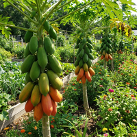 Carica papaya ‘Red Lady’ Fruit Seeds for Home Garden and Warm Climate Growing