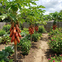 Red Lady Papaya Fruit Seeds for Home Garden and Tropical Growing