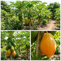 Taiwan Red Lady Papaya Seeds for Home Garden and Tropical Growing
