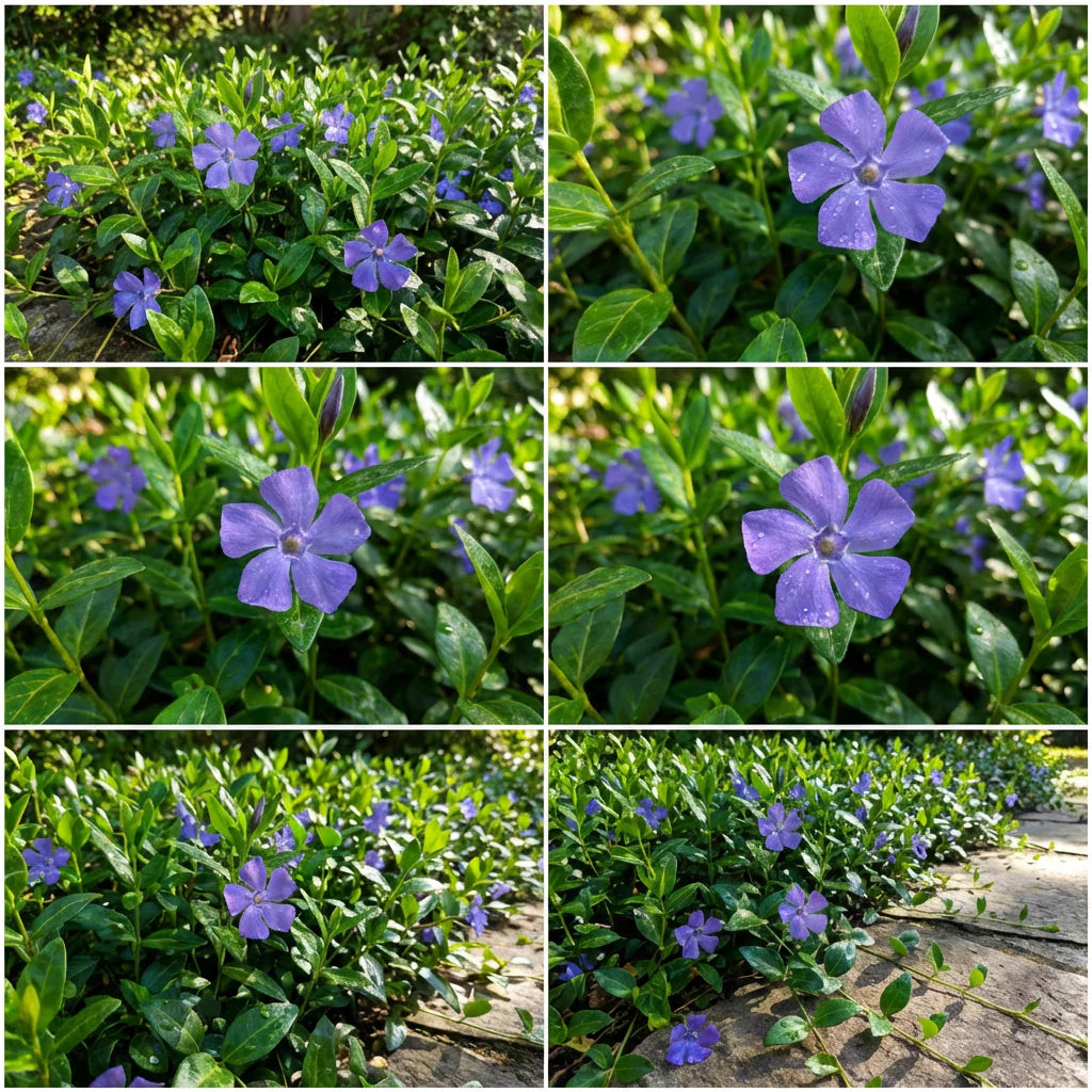 Vinca Minor Seeds for Planting - Hardy Perennial Flower Seeds