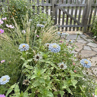 Sky Blue Zinnia Flower seeds for Planting Hardy Variety Heirloom & GMO Free Seeds for Home Garden