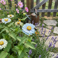 Zinnia elegans Sky Blue Flower Seeds for Home Garden Growing and Landscape Use