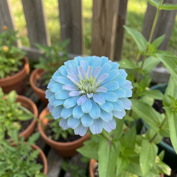 Sky Blue Zinnia Flower Seeds for Planting – Heirloom, Non-GMO, High Germination Organic Garden Seeds