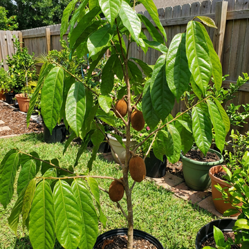 Cupuacu Theobroma Seeds for Planting – Heirloom, Non-GMO Tropical Fruit Tree for Home Garden & Exotic Superfruit Harvest