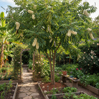 Inga edulis Ice Cream Bean Tropical Tree for Home Garden and Warm Climate Regions