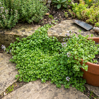 Corsican Mini Mint for Containers, Ground Cover Gardens and Compact Herb Growing